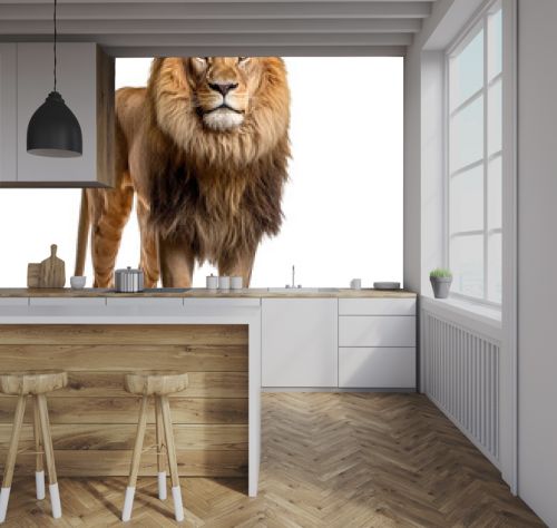 lion standing , isolated on transparent background cutout 