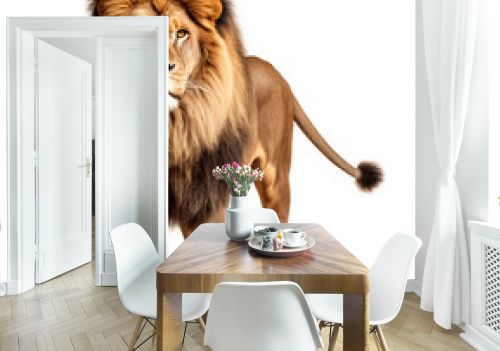 Lion on white background.