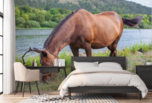 brown horse grazing on river shore