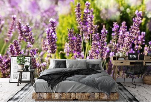Blooming lavender flowers on blurred background with copy space