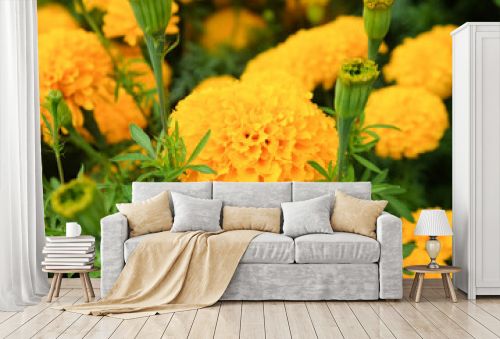 Beautiful Marigold flowers