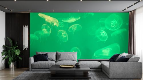 Lot of green jellyfishes in aquarium.