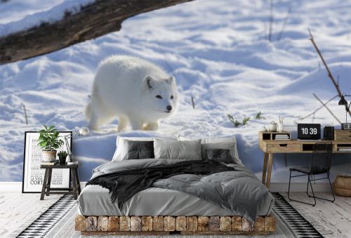arctic fox in winter