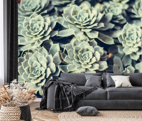 Background of succulents