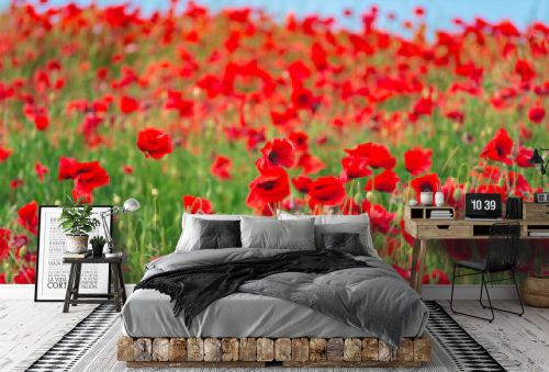 Remembrance day, Anzac Day, serenity. Opium poppy, botanical plant, ecology. Poppy flower field, harvesting. Summer and spring, landscape, poppy seed. Drug and love intoxication, opium, medicinal