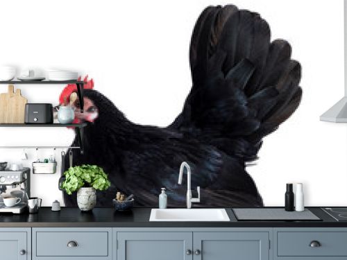 Black dwarf chicken / rooster, sitting side ways. Isolated on white background. Beak little open.