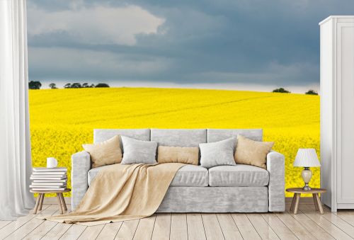 Panoramic view of a blooming yellow rapeseed field with overcast sky, Scotland