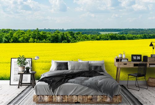 Bright yellow field of oilseed rapeseed. Field of rapeseed with dark stripe of plowed land in foreground and forest on background. Use for text, as natural background, landscape flowers concept.