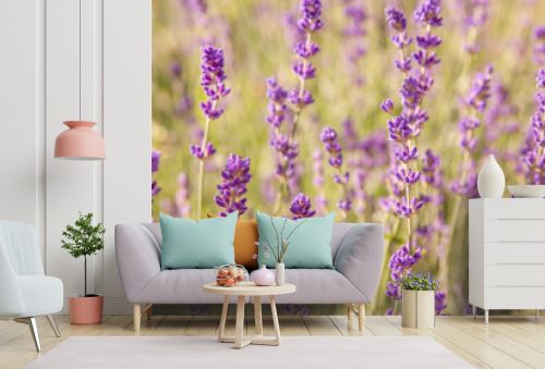 Floral background of lavender blooming. Purple lavender flowers on natural background.
