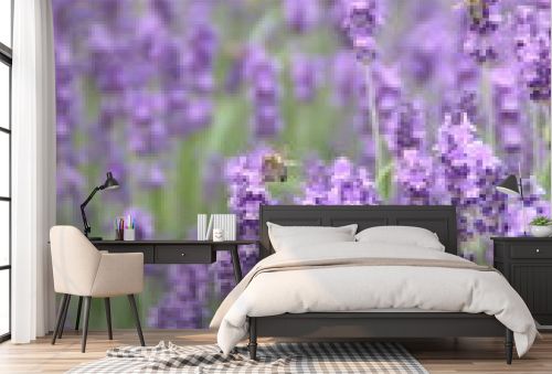 Blossom of Lavender, Lavandula angustifolia, Lavandula officinalis 